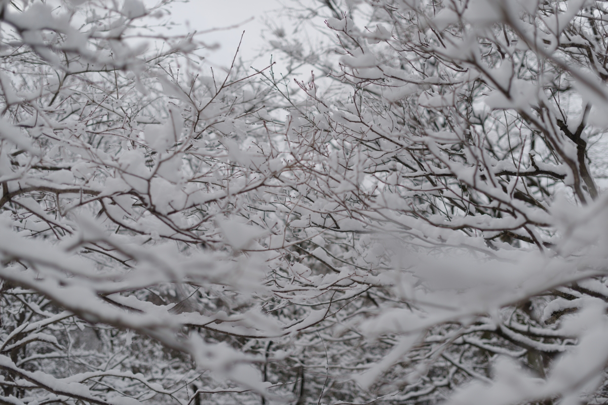 雪と枝だらけ