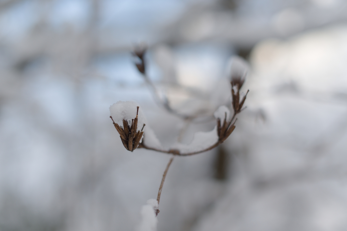 にゅっと突き出す