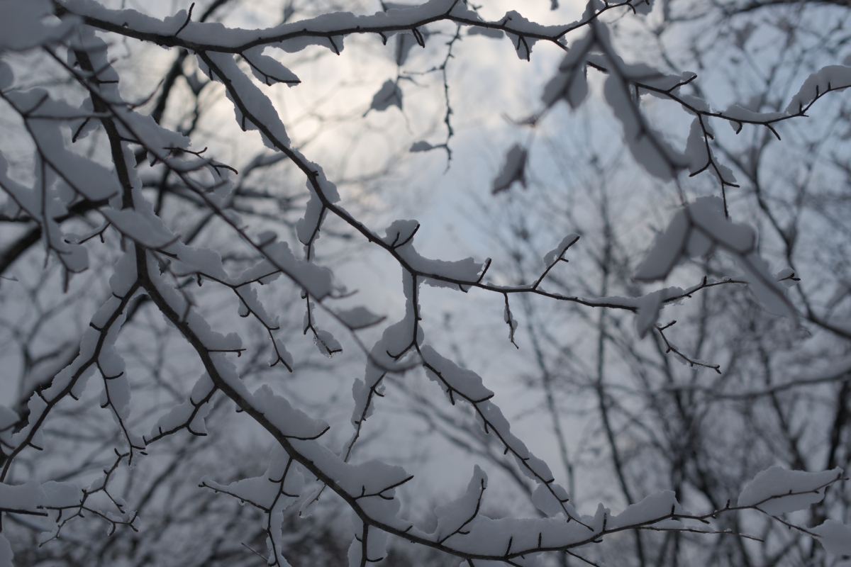 枝と雪と雲間からの雪