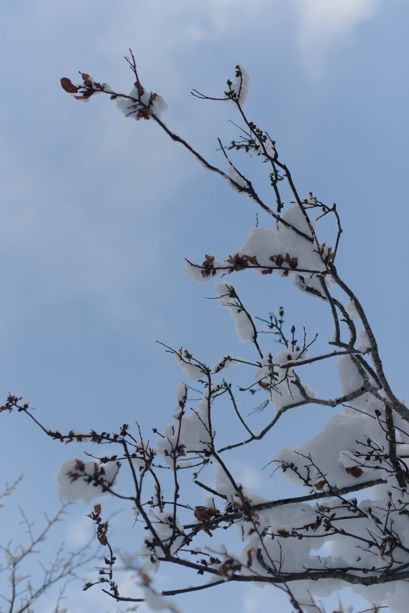 青空と枝と雪