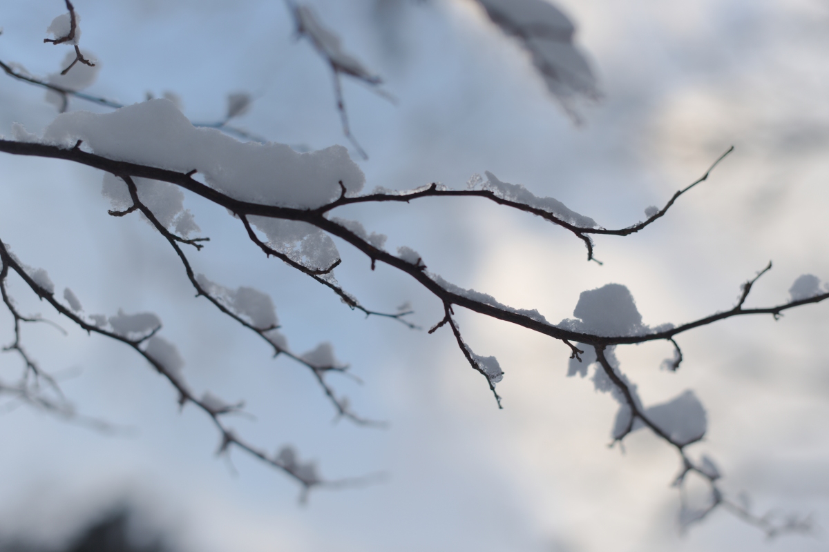 枝と雪