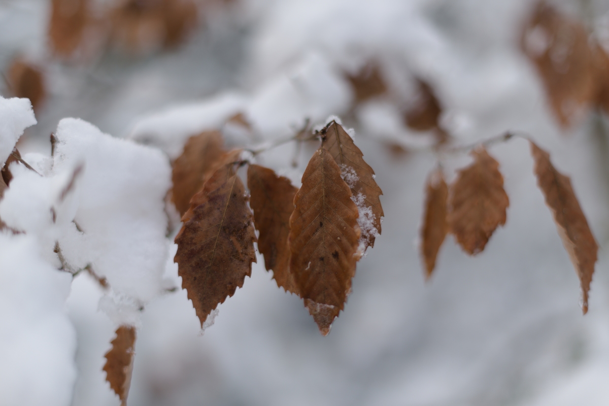 枯れ葉と雪
