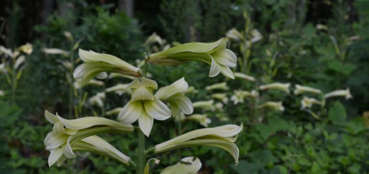 オオウバユリの群生