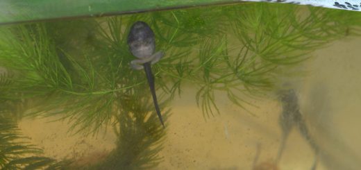 モリアオガエルのオタマジャクシ