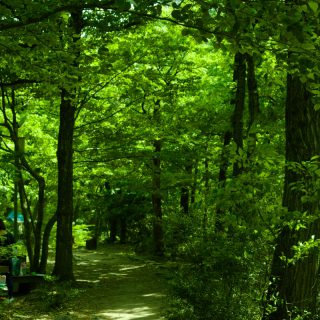 森の散歩道 五頭自然郷